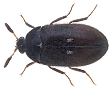 Load image into Gallery viewer, AA (Anthrenus and Attangenus) Carpet Beetle Trap