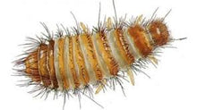 Load image into Gallery viewer, AA (Anthrenus and Attangenus) Carpet Beetle Trap