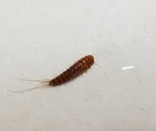 Load image into Gallery viewer, AA (Anthrenus and Attangenus) Carpet Beetle Trap