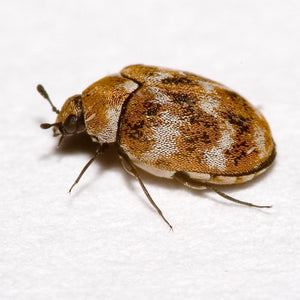 AA (Anthrenus and Attangenus) Carpet Beetle Trap