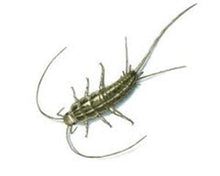 Load image into Gallery viewer, Silverfish Trap - Pack of 6 Traps