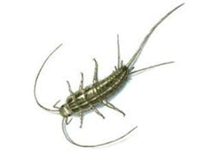 Silverfish Trap - Pack of 6 Traps