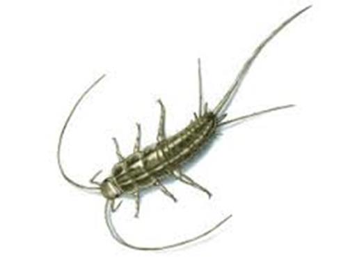 Silverfish Trap - Pack of 6 Traps – Restore Products