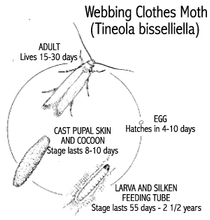 Load image into Gallery viewer, Webbing Clothes Moth Trap Kit